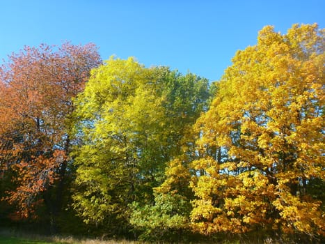 The Beauty Of Autumn: Three trees of three colors