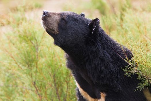 Asian Black Bear portrait in nature