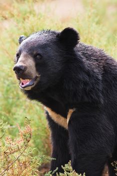 Asian Black Bear portrait in nature