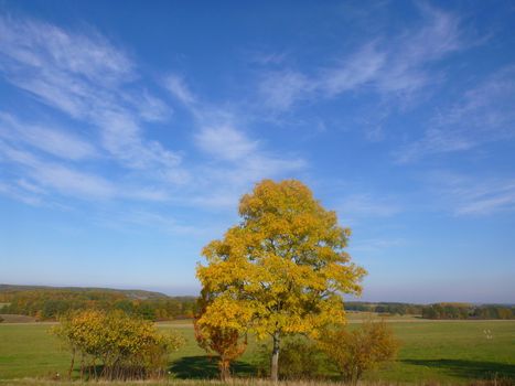The Beauty Of Autumn: Landscape with Tree