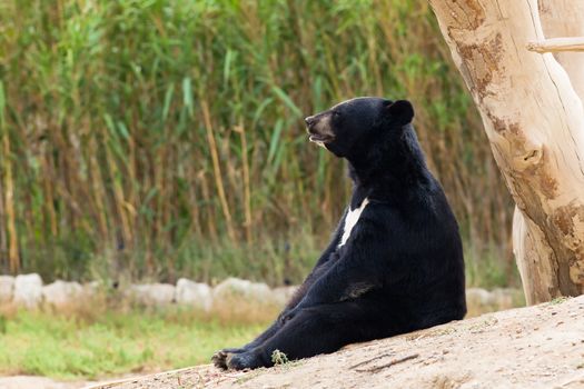 Asian Black Bear sit resting in nature