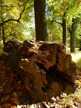 The Beauty Of Autumn: Old tree trunk