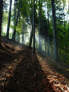 The Beauty Of Autumn: Sunshine in autumn forest