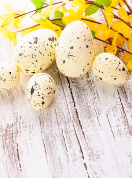 Yellow spotted eggs with forsythia flowers on the shabby wooden table