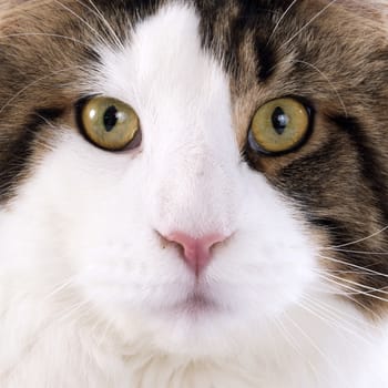 portrait of a purebred  maine coon cat on a white background