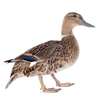 female duck in front of white background