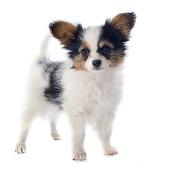 papillon puppy in front of white background