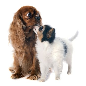 papillon puppy and cavalier king charles in front of white background