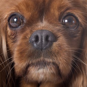 cavalier king charles in front of white background