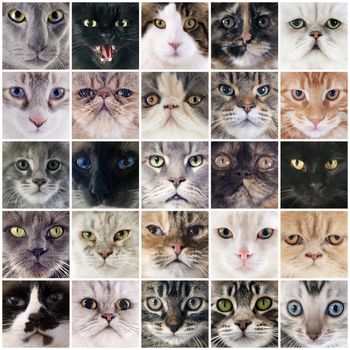 group of cats in a composite picture