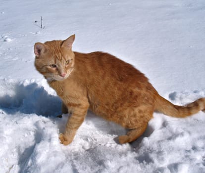 Red cat walks on March snow greeting the spring