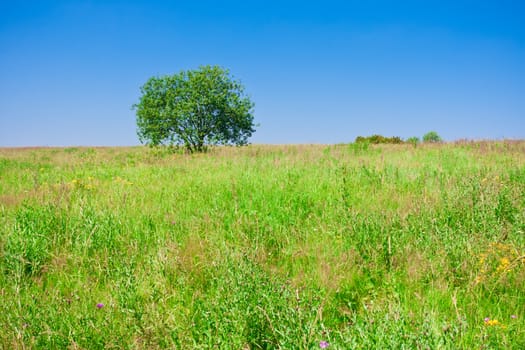 Beautiful photo of single tree in green field