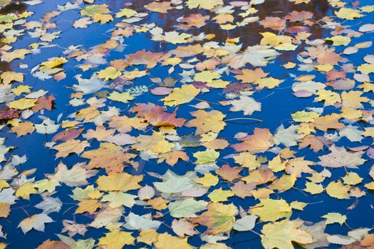 Beautiful photo of autumn golden yellow leaves on lake surface