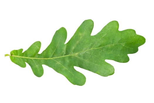 Beautiful macro photo of oak leaf, isolated on white background