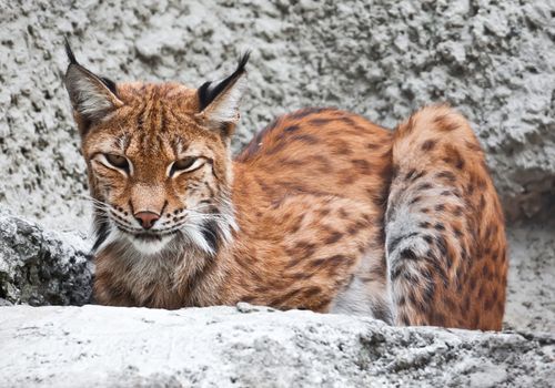 Beautiful photo of graceful big cat Lynx