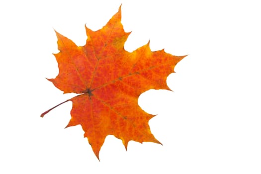 Beautiful maple leaf isolated on white background