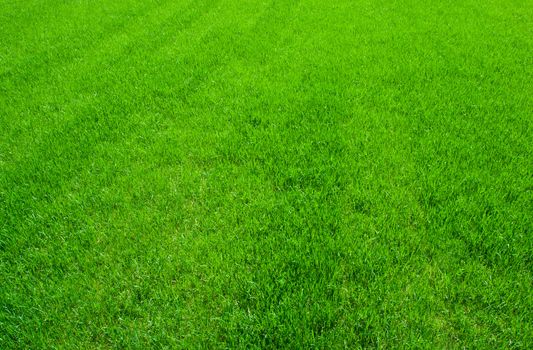 Green lush grass background under bright sunlight