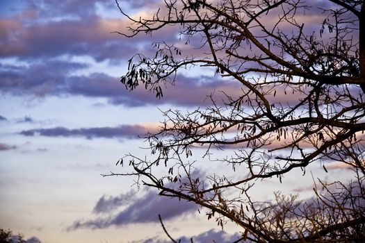 sky clouds trees