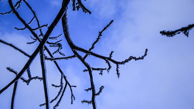 frozen trees ice age cold snow nature