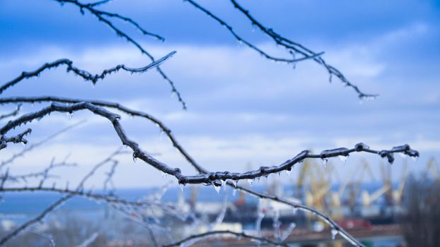 frozen trees ice age cold snow nature