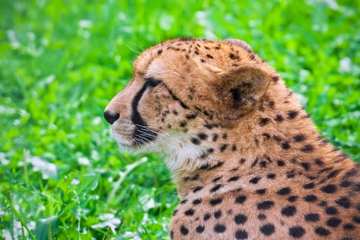 Beautiful close-up portrait of young graceful Cheetah