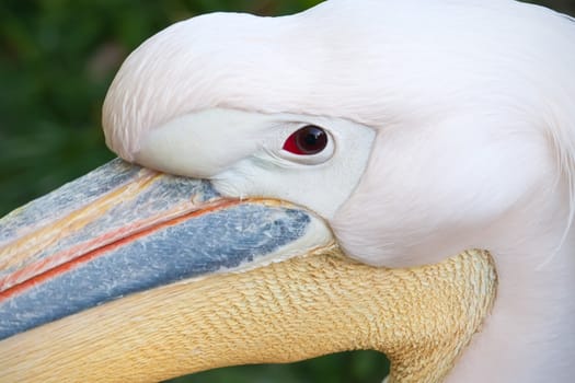 Beautiufl close-up photo of cute white pelican