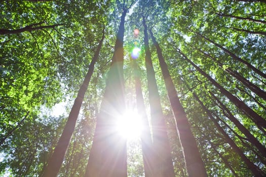 Beautiful photo of green forest on sunny day