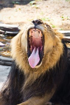 King of animals - African male lion in zoo