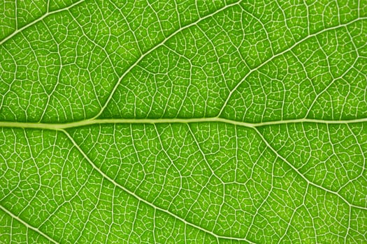 Nice macro photo of big green leaf