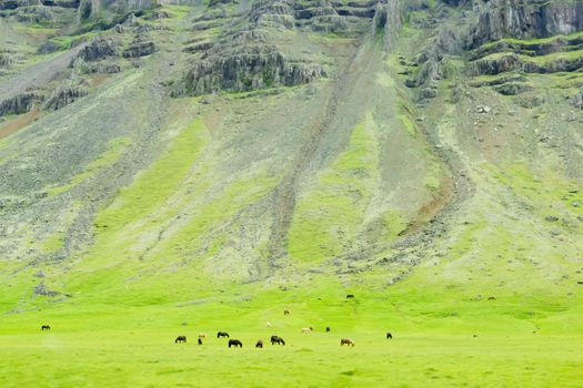 Icelandic horses in a peaceful meadow dominated by a volcanic rose-tinted mountain, Iceland