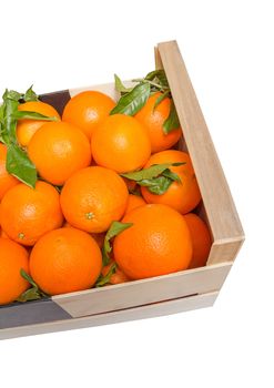 Wooden box of spanish oranges freshly collected on white background