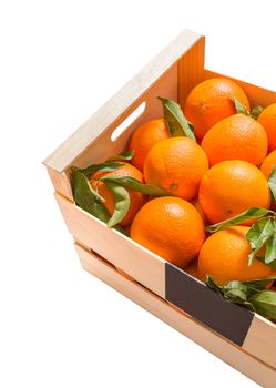 Wooden box of spanish oranges freshly collected on white background