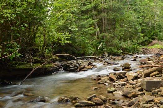 River flows in the forest