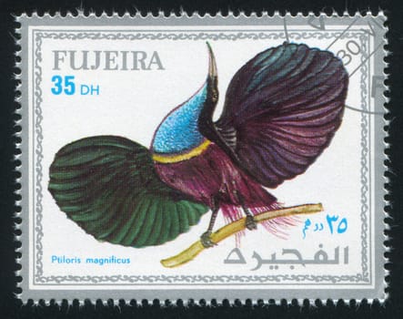 FUJEIRA - CIRCA 1972: stamp printed by Fujeira, shows tropical bird, circa 1972