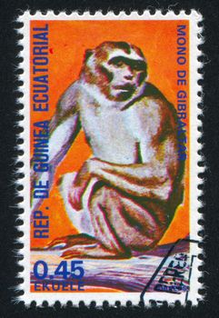 EQUATORIAL GUINEA - CIRCA 1972: stamp printed by Equatorial Guinea, shows Barbary macaque, circa 1972