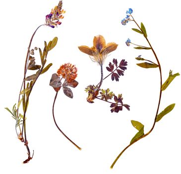 Set of wild alpine flowers pressed, isolated