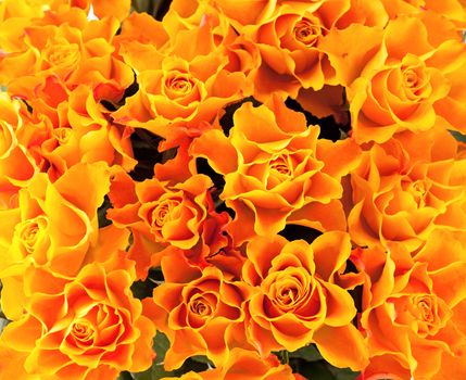 Background of yellow roses. Close up view.