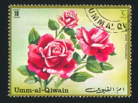 UMM AL-QUWAIN - CIRCA 1972: stamp printed by Umm al-Quwain, shows Rose, circa 1972