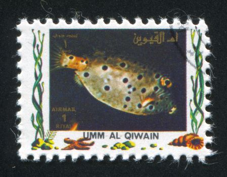 UMM AL-QUWAIN - CIRCA 1972: stamp printed by Umm al-Quwain, shows Whitespotted boxfish, circa 1972