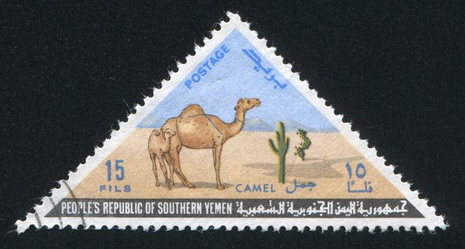 YEMEN - CIRCA 1970: stamp printed by Yemen, shows Camel and Calf, circa 1970