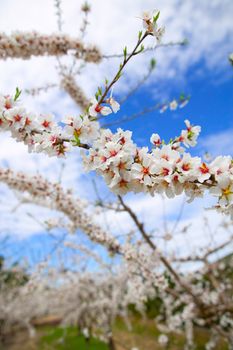 Spring almond tree flowers in Sierra de Espadan Castellon Spain