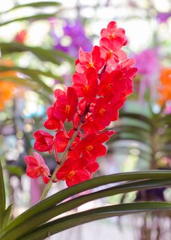 Beautiful red orchid flowers 