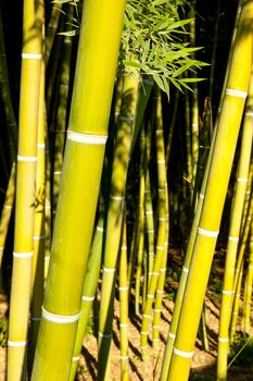 Bamboo cane tropical field with selective focus