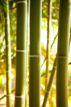 Bamboo cane tropical field with selective focus