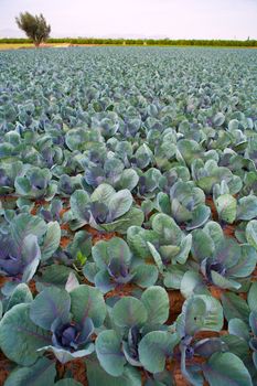 cabbage field lines in a row in Valencia Mediterranean spain