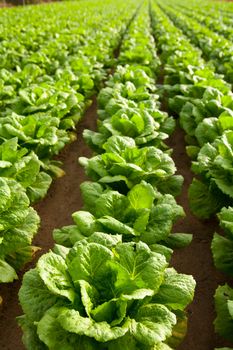 cabbage field lines in a row in Valencia Mediterranean spain