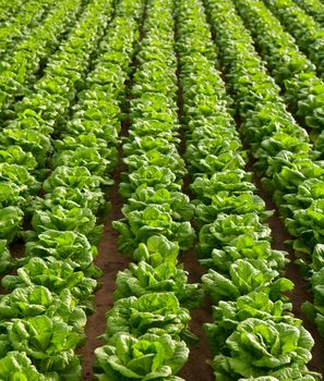 cabbage field lines in a row in Valencia Mediterranean spain