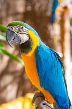 Blue Parrot portrait with yellow neck in the park