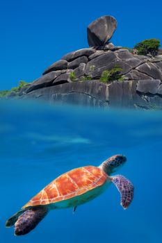 Green Turtle above and below at Similan Islands