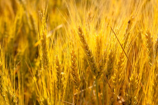 Wheat spikes in golden field with cereal grain